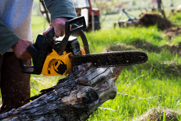 Trusted Kapolei, HI Tree Removal Services Experts